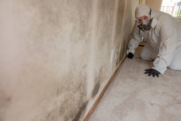 Trusted Greenwood, AR Mold Removal Experts